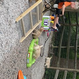 Golden Retriever Puppies from Golden Wise