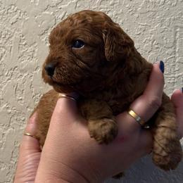 Girl 3 - Red  female Poodle puppy in Southwest Ranches, Florida from Herringbone ‘s Poodles