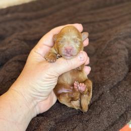 Chandler - Red  male Goldendoodle puppy in Wharton, Texas from Little Fur Friends