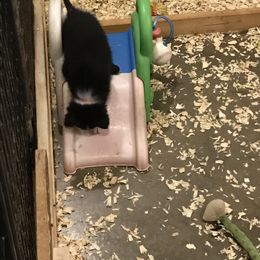 Border Collie Puppies from HC Kennels