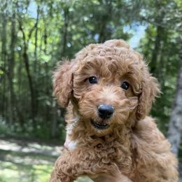 Shenandoah Labor Day sale - Red tri-color female Aussiedoodle puppy in Allardt, Tennessee from Hearth&Hound Doodles