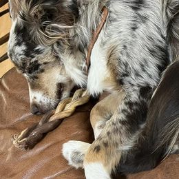Assorted Doodle Crosses and Miniature Australian Shepherds from Sweetgrass Doodles