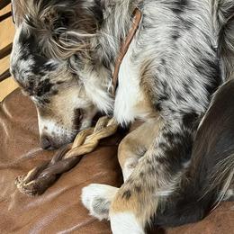 Assorted Doodle Crosses and Miniature Australian Shepherds from Sweetgrass Doodles