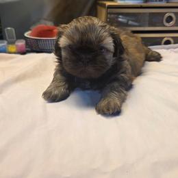 Cha Cha - Liver female Shih Tzu puppy in Mesa, Arizona from House of Zen Shihtzus