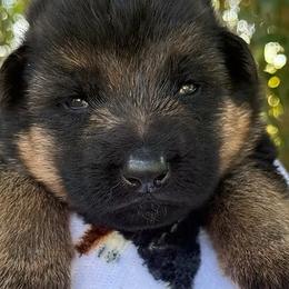 Uber - Black and red male German Shepherd puppy in Marianna, Florida from Haus M Godwin