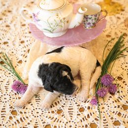 Poodle Puppies from Setting the Standard Poodles