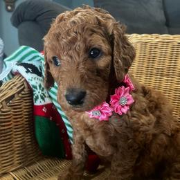 Shania Twain - Red  female Goldendoodle puppy in Camden, North Carolina from Oopsie Doodles of NC