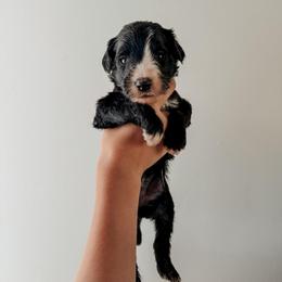 Nada - Black female Sheepadoodle puppy in Wabash, Indiana from DOODCompany