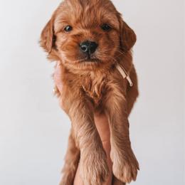 Maple (Cream) - Red  female Goldendoodle puppy in Beaverton, Oregon from Henry Elliots