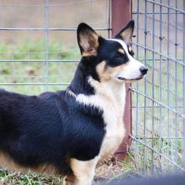 Daisie Mae - Pembroke Welsh Corgi