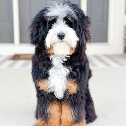 Lavy - Bernedoodle