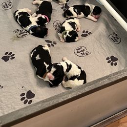 English Springer Spaniel Puppies from Sage Mountain Springers