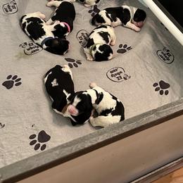 English Springer Spaniel Puppies from Sage Mountain Springers