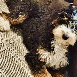 Winnie - Bernedoodle