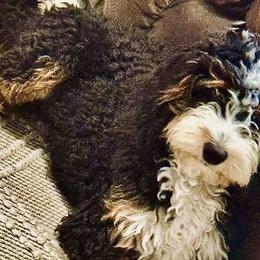 Winnie - Bernedoodle