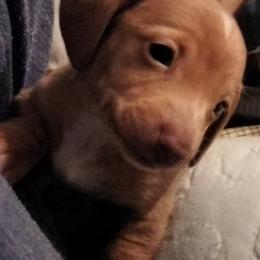 Dachshund Puppies from Wilson's Kennels