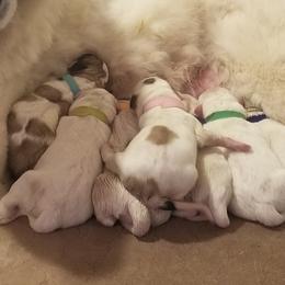 Great Pyrenees puppies from Joel's Farm LLC