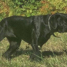 Labrador Retrievers from Drunken Bear Ranch
