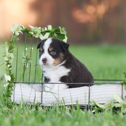 Australian Shepherd, Miniature Australian Shepherd, and Toy Australian Shepherd Puppies from Triple Lake Ranch Miniature Australian Shepherds