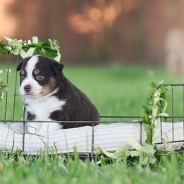 Australian Shepherd, Miniature Australian Shepherd, and Toy Australian Shepherd Puppies from Triple Lake Ranch Miniature Australian Shepherds