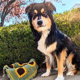 Australian Shepherds from Sage House Pups