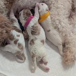 Pink - Blenheim female Cavapoo puppy in Newport, North Carolina from Crystal Coast Cavapoodles