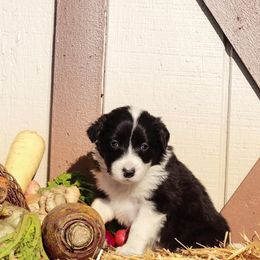Border Collie Puppies from Gulan Farm Border Collies