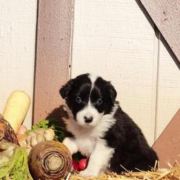 Border Collie Puppies from Gulan Farm Border Collies