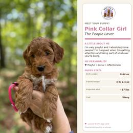 Pink Collar - Apricot female Goldendoodle puppy in Yadkinville, North Carolina from Millie’s Goldendoodles