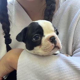 Flower - Black brindle and white female Boston Terrier puppy in Farmington, Connecticut from Boston Luvs