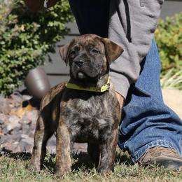 Yellow Collar - Tiger female Perro de Presa Canario puppy in Pocahontas, Illinois from Cabeza Grande Kennel