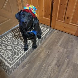 Labrador Retriever Puppies from Twisted Clovers LLC