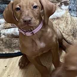 Vizsla Puppies from Carlson Vizslas