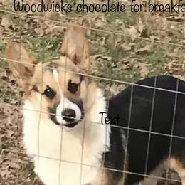 Candy - Pembroke Welsh Corgi