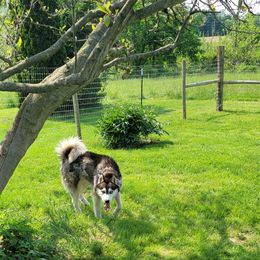 Kai - Siberian Husky