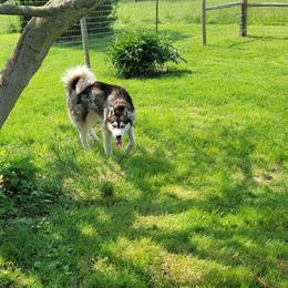 Kai - Siberian Husky