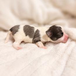 Cane Corso and Chihuahua Puppies from Royalty Kennels