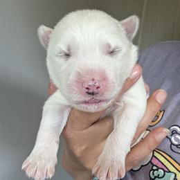 Boy 1 - White male Siberian Husky puppy in Terre Haute, Indiana from April's Huskies