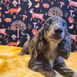 Eren Yeager - Black and cream male Dachshund puppy in Willard, Utah from Simply Sharing Love
