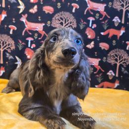 Eren Yeager - Black and cream male Dachshund puppy in Willard, Utah from Simply Sharing Love
