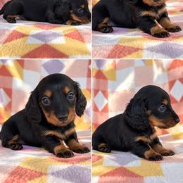 Boy 2 - Black and tan male Dachshund puppy in Oklahoma from Red Oak Long Dogs