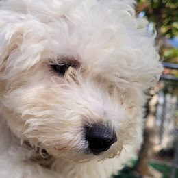 Bichon Frises from Bennett's Bichons