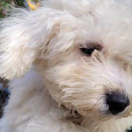 Bichon Frises from Bennett's Bichons