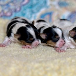 Biewer Terriers from Von Edelweiss Biewer Terriers