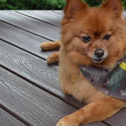 Pomeranians from The PomShire