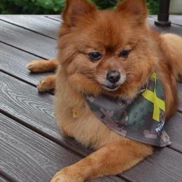 Pomeranians from The PomShire