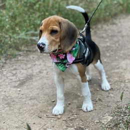 Zues - Black and white male Beagle puppy in Texas, Texas from Beagles For Home