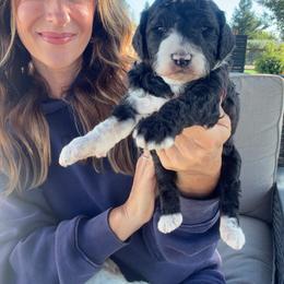 Thaddeus - Black and white male Bernedoodle puppy in Yuba City, California from Ranch House Doodles