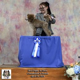 Poodle and Scottish Terrier Puppies from Conundrums Kennels
