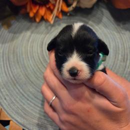 Male 5 - Black tri-color male Assorted Doodle Crosses puppy in Mouth Of Wilson, Virginia from Holly Ridge Aussies, Aussiedoodles & Corgis